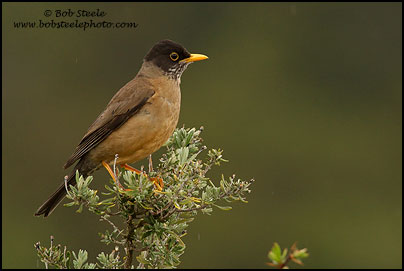 Austral Thrush (Turdus falcklandii)