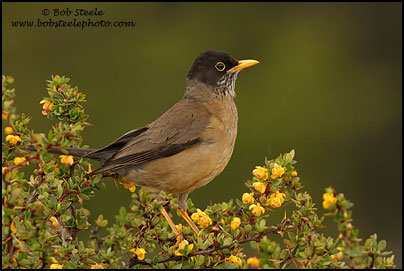 Austral Thrush (Turdus falcklandii)