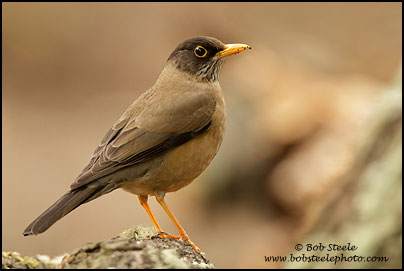 Austral Thrush (Turdus falcklandii)