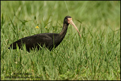 Bare-faced Ibis (Phimosus infuscatus)