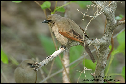 Bay-winged Cowbird (Agelaioides badius)
