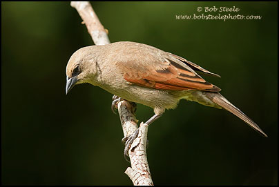Bay-winged Cowbird (Agelaioides badius)