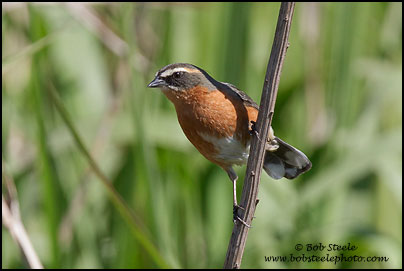 Black-and-rufous Warbling-Finch (Poospiza nigrorufa)