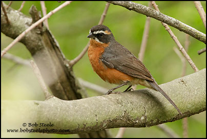 Black-and-rufous Warbling-Finch (Poospiza nigrorufa)