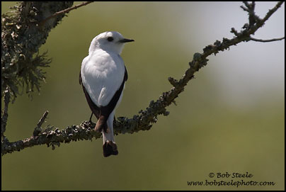 Black-and-white Monjita (Xolmis dominicanus)