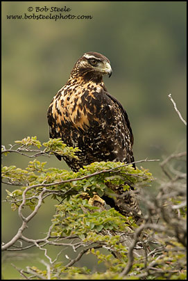 black-chested_buzzard-eagle_7D_21838
