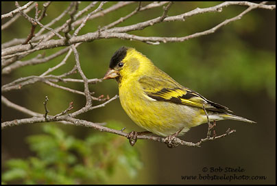 Black-chinned Siskin (Carduelis barbata)