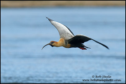 Black-faced Ibis (Theristicus melanopis)