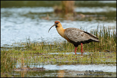Black-faced Ibis (Theristicus melanopis)