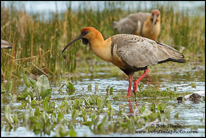 Black-faced Ibis (Theristicus melanopis)