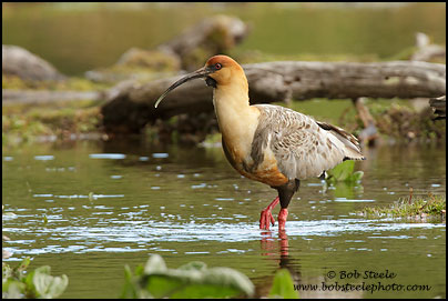 Black-faced Ibis (Theristicus melanopis)