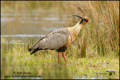 Black-faced Ibis (Theristicus melanopis)