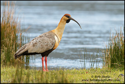 Black-faced Ibis (Theristicus melanopis)
