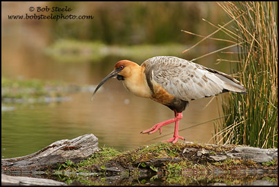 Black-faced Ibis (Theristicus melanopis)