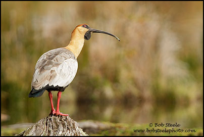 Black-faced Ibis (Theristicus melanopis)