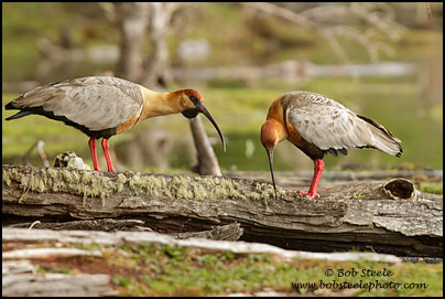 Black-faced Ibis (Theristicus melanopis)
