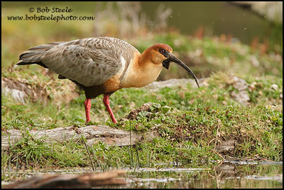 Black-faced Ibis (Theristicus melanopis)