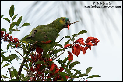 blue-fronted_parrot_7D_0671