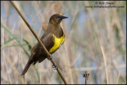 Brown-and-yellow Marshbird (Pseudoleistes virescens)