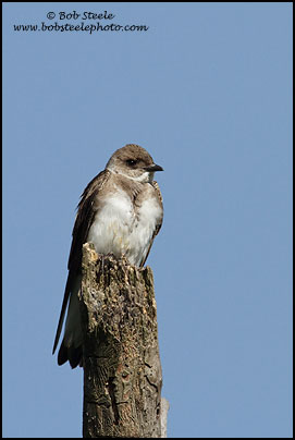Brown-chested Martin (Progne tapera)