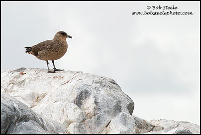 Brown Skua (Stercorarius antarcticus)