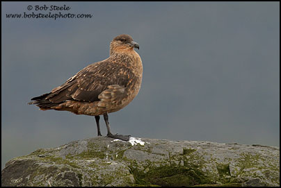 Brown Skua (Stercorarius antarcticus)