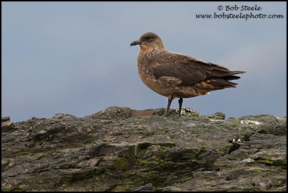 Brown Skua (Stercorarius antarcticus)