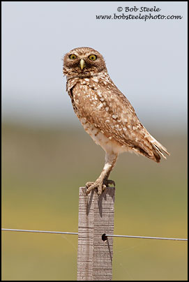 Burrowing Owl (Athene cunicularia)