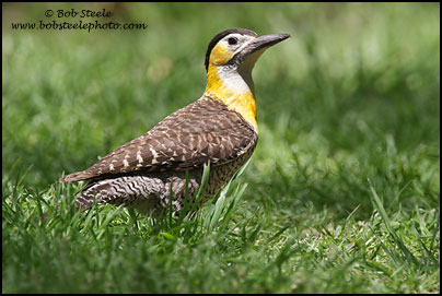 Campo Flicker (Colaptes campestris)