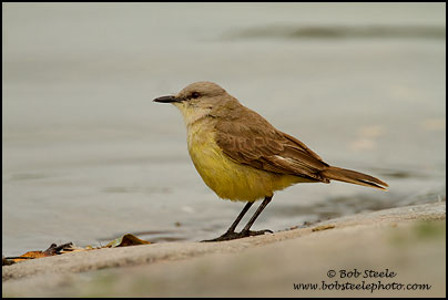 Cattle Tyrant (Machetornis rixosa)