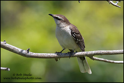 Chalk-browed Mockingbird (Mimus saturninus)