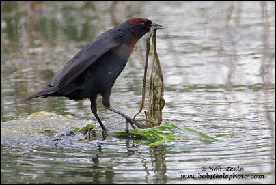 Chestnut-capped Blackbird (Chrysomus ruficapillus)