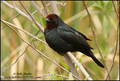 Chestnut-capped Blackbird (Chrysomus ruficapillus)