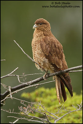 Chimango Caracara (Milvago chimango)