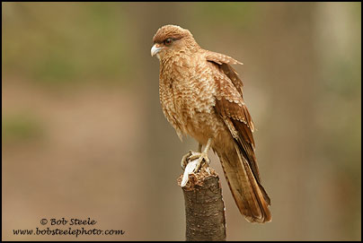 Chimango Caracara (Milvago chimango)