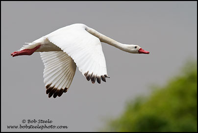 Coscoroba Swan (Coscoroba coscoroba)