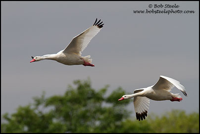 Coscoroba Swan (Coscoroba coscoroba)