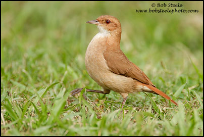 Creamy-bellied Thrush (Turdus amaurochalinus)