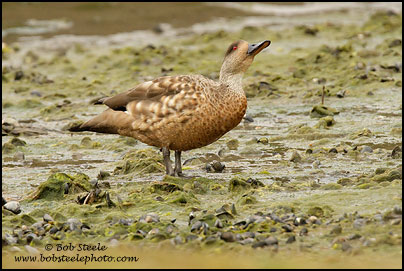 Crested Duck (Lophonetta specularioides)