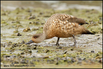 Crested Duck (Lophonetta specularioides)