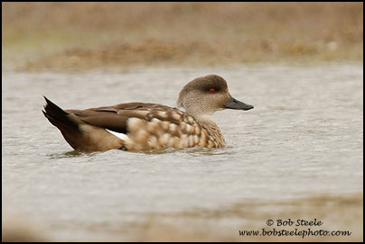 Crested Duck (Lophonetta specularioides)