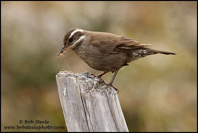 Dark-bellied Cinclodes (Cinclodes patagonicus)