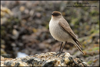 Dark-faced Ground-Tyrant (Muscisaxicola maclovianus)