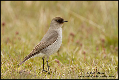 Dark-faced Ground-Tyrant (Muscisaxicola maclovianus)