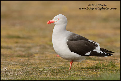 Dolphin Gull (Leucophaeus scoresbii)