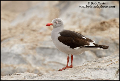 Dolphin Gull (Leucophaeus scoresbii)