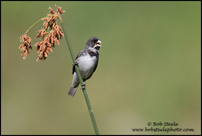 Double-colllared Seedeater (Sporophila caerulescens)