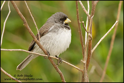 Double-colllared Seedeater (Sporophila caerulescens)