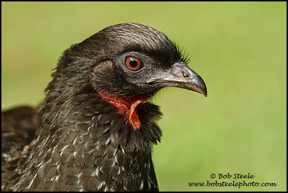 Dusky-legged Guan (Penelope obscura)