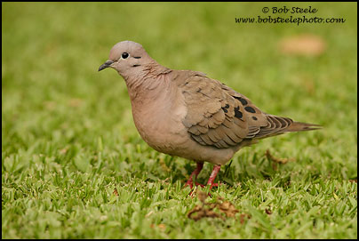 Eared Dove (Zenaida auriculata)